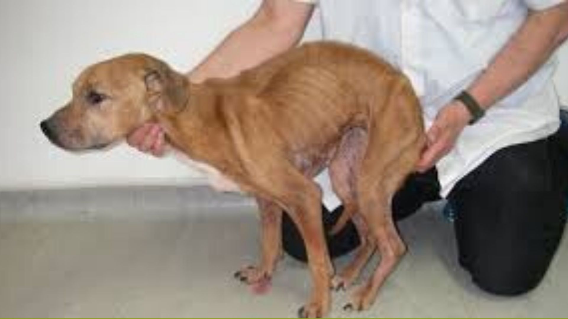 Cuando rescataron a este perro en su vivienda estaba a punto de morir, se veían todos sus huesos Cuando rescataron a este perro en su vivienda estaba a punto de morir, se veían todos sus huesos