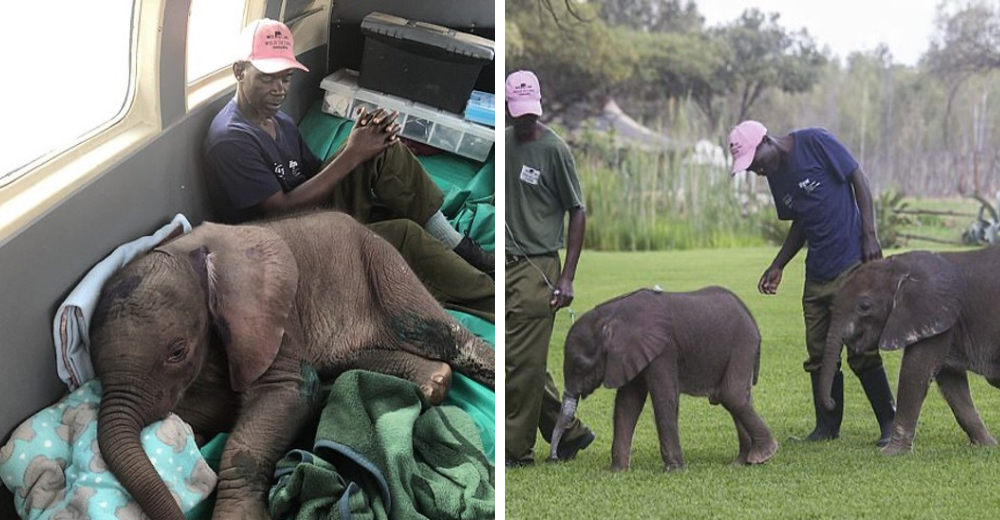 Dos elefantes bebés creyeron que sus minutos estaban contados después de sufrir el peor ataque