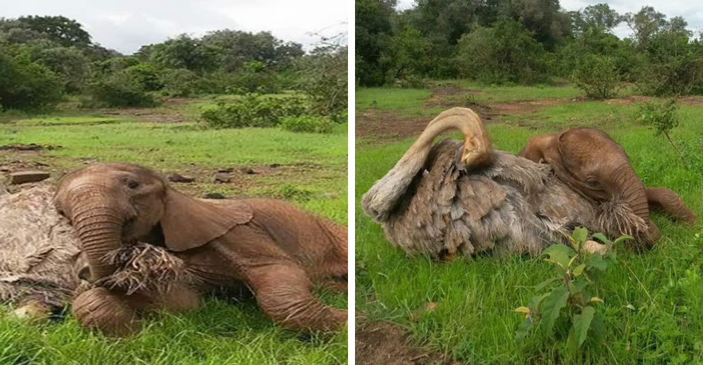 Elefantito huérfano se acurruca cada día junto a un avestruz que lo acogió mejor que su madre