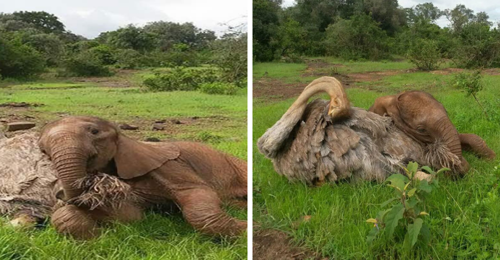Elefantito huérfano se acurruca cada día junto a un avestruz que lo acogió mejor que su madre Elefantito huérfano se acurruca cada día junto a un avestruz que lo acogió mejor que su madre