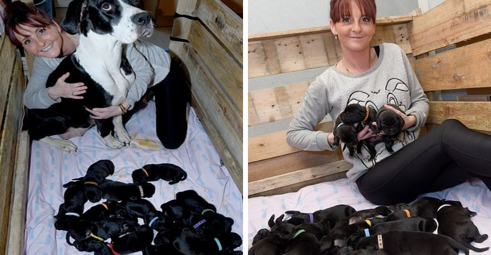 Una valiente perrita lucha para dar a luz en su casa a sus 21 cachorritos rompiendo un récord Una valiente perrita lucha para dar a luz en su casa a sus 21 cachorritos rompiendo un récord