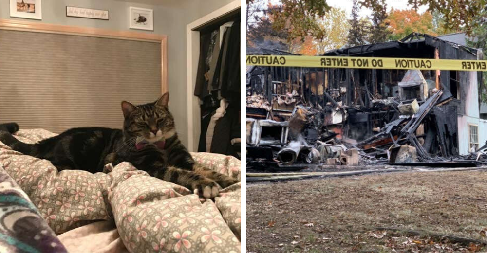 Estaba durmiendo en su departamento cuando su gata rescatada decidi贸 salvarle la vida Estaba durmiendo en su departamento cuando su gata rescatada decidi贸 salvarle la vida