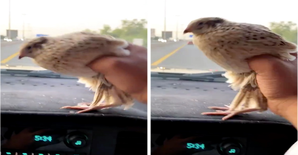 A un hombre le parece muy gracioso obligar a un pájaro bebé a «bailar» tomándolo con fuerza