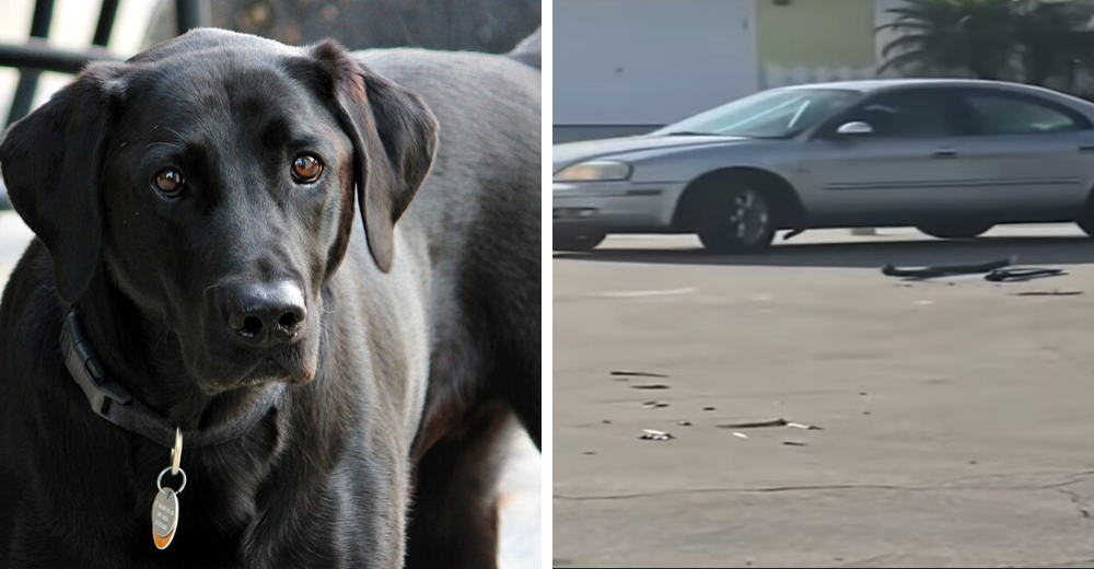 Deja a su perro dentro de su auto encendido y este es sorprendido conduciendo durante horas Deja a su perro dentro de su auto encendido y este es sorprendido conduciendo durante horas