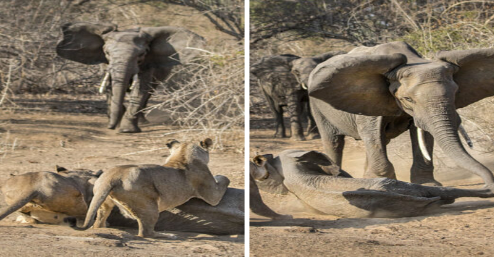 Madre elefanta furiosa apabulla a unas leonas para rescatar a su bebé en peligro