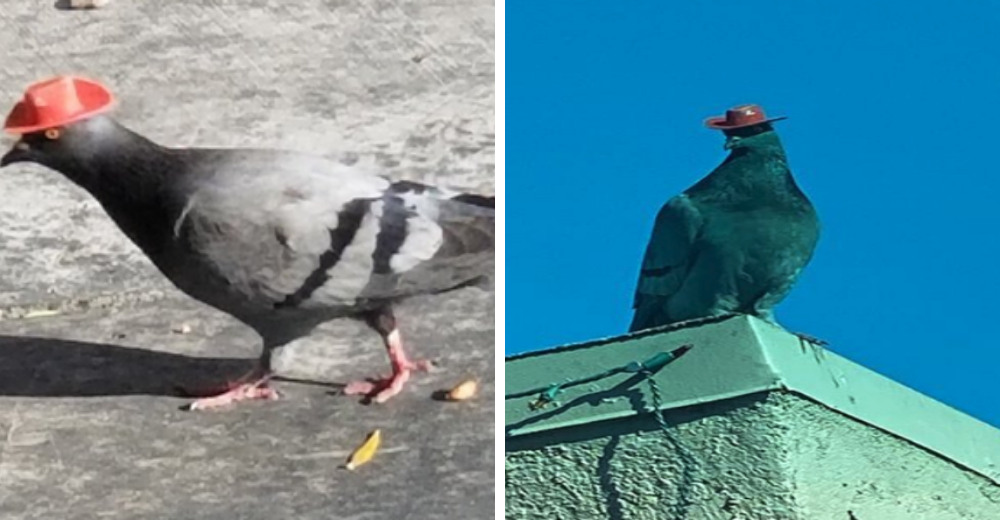 Encuentran palomas con sombreros de vaqueros que fueron pegados a sus cabezas por capricho Encuentran palomas con sombreros de vaqueros que fueron pegados a sus cabezas por capricho