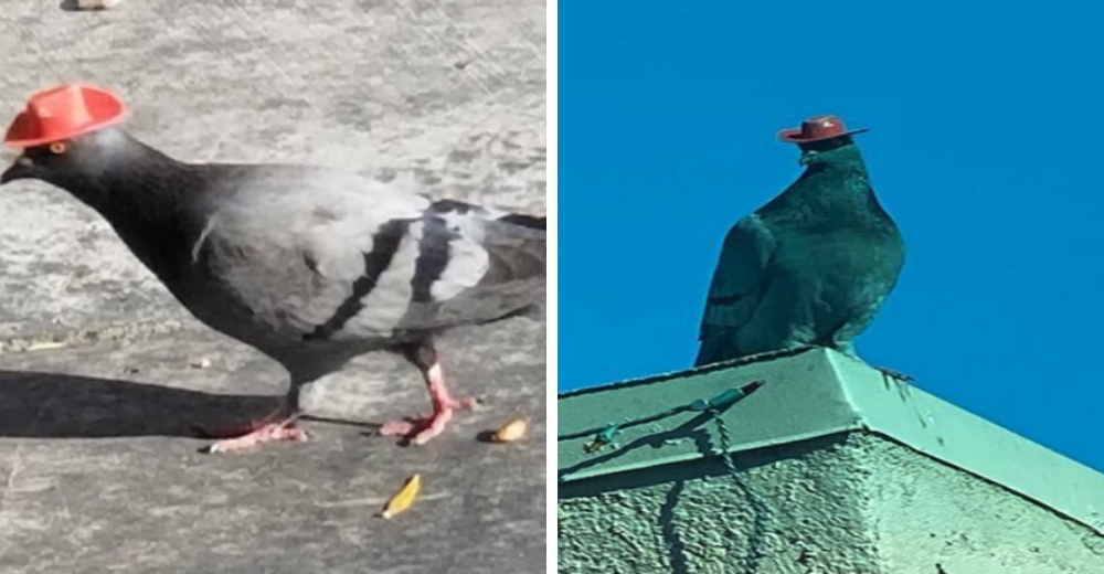 Encuentran palomas con sombreros de vaqueros que fueron pegados a sus cabezas por capricho