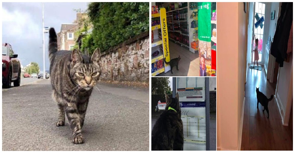 Un inocente gato que tiene una familia lleva una curiosa doble vida cada vez que sale de casa Un inocente gato que tiene una familia lleva una curiosa doble vida cada vez que sale de casa