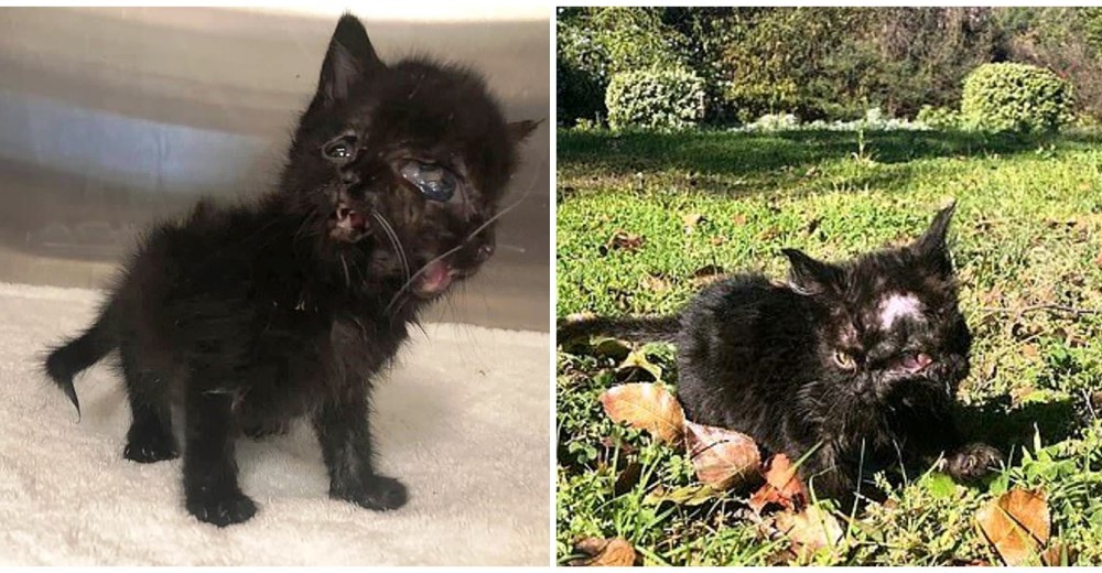 El gatito de dos caras, un cuerpo y una cabeza encuentra un hogar en el veterinario que lo salvó
