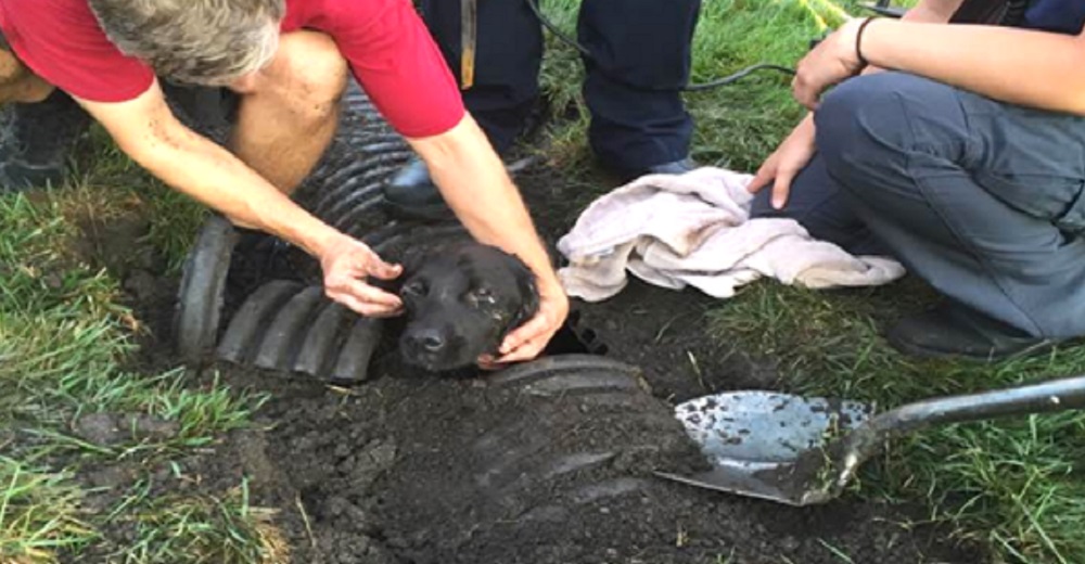 Perrito desaparece repentinamente y ocho días después aparece en el lugar más improbable Perrito desaparece repentinamente y ocho días después aparece en el lugar más improbable