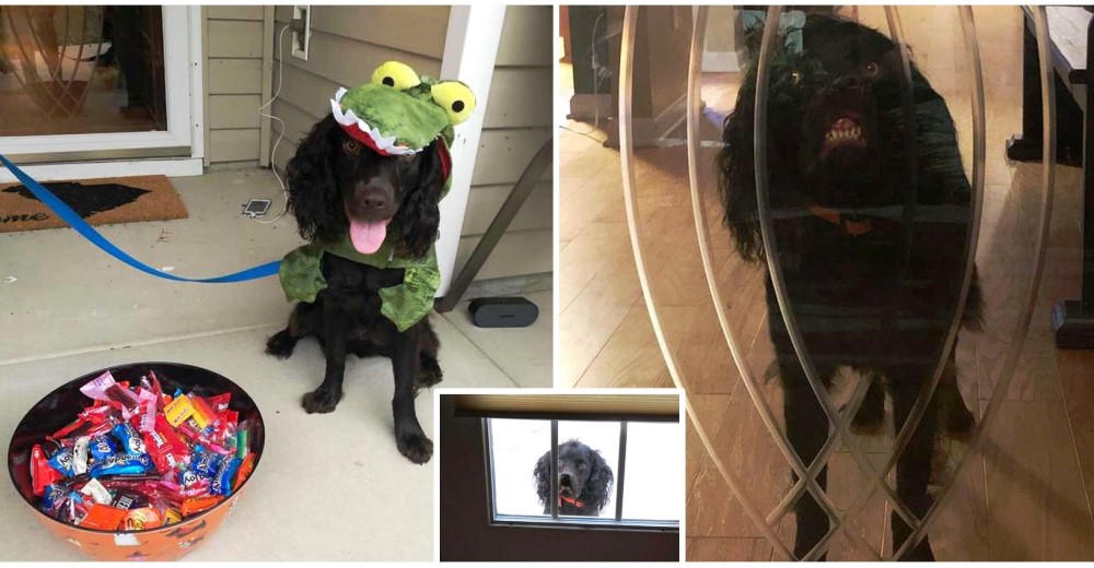 Un perrito descubre la manera más original de asustar a los niños que se acercan a su hogar Un perrito descubre la manera más original de asustar a los niños que se acercan a su hogar