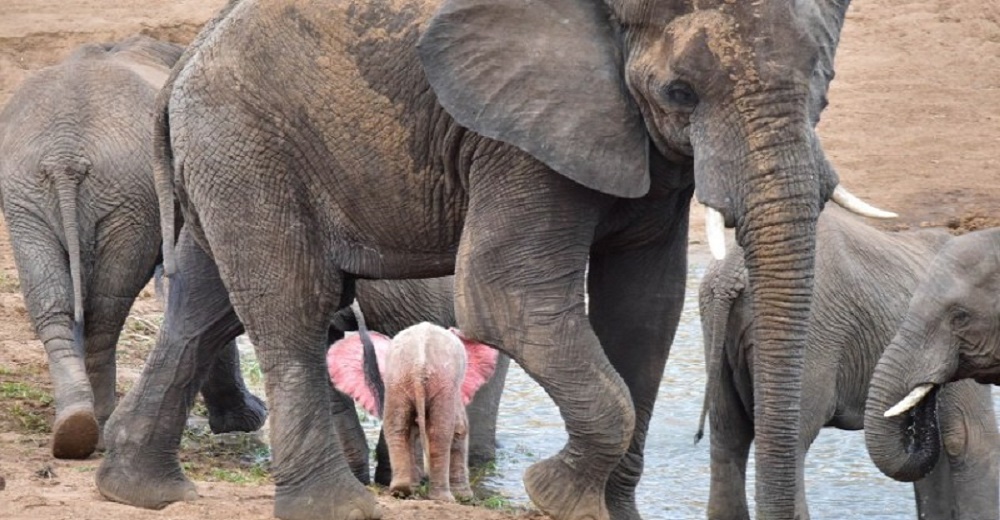 Un raro elefante bebé rosado desafía los pronósticos y está prosperando en medio de la manada