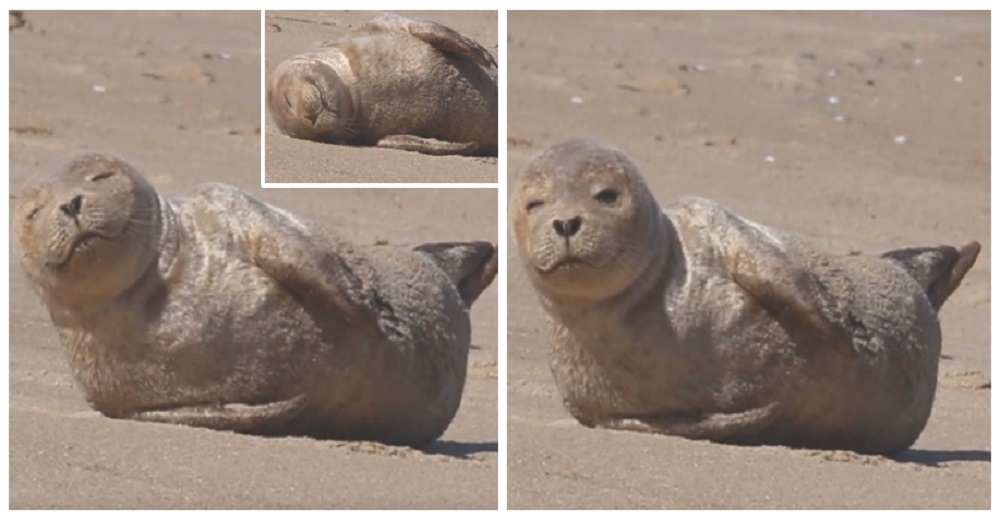 Foca bebé se resiste a despertarse de su placentera siesta en la arena