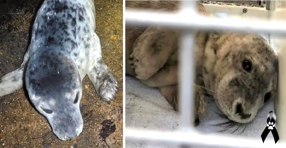 Muere una foca bebé tras una larga agonía por culpa de turistas que no «entendieron» sus señales