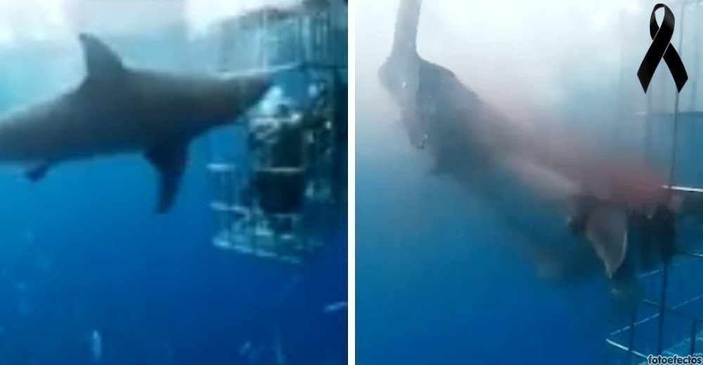 Un tiburón blanco en peligro de extinción pierde la vida por culpa de una agencia turística