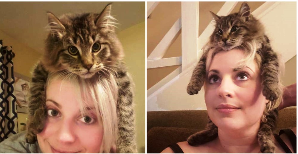 Este gato decide tomarse la vida como si fuera un sombrero