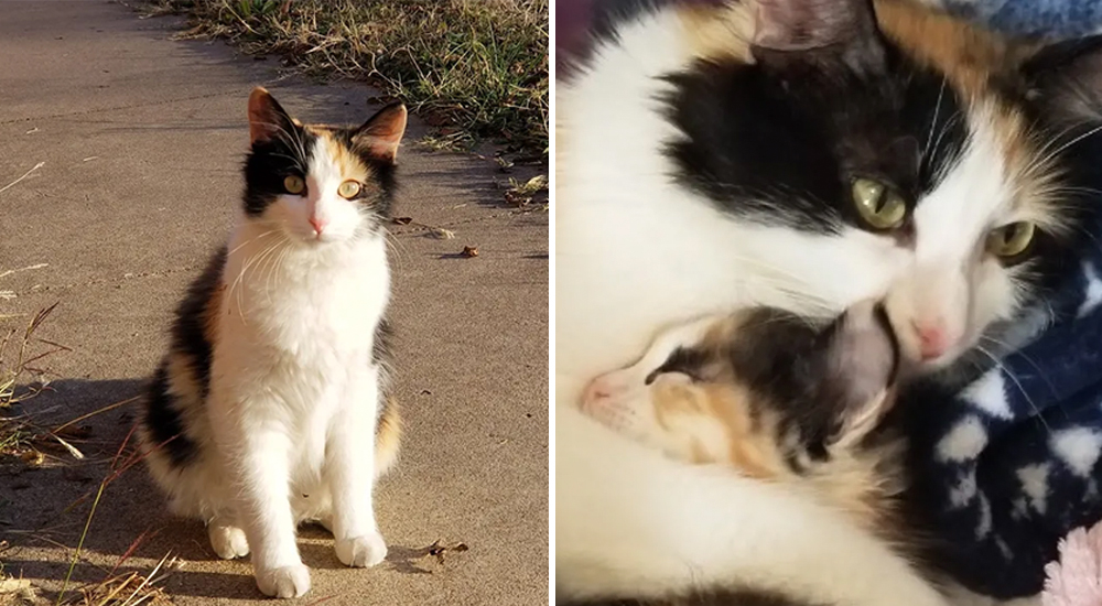Se cuela en una casa desconocida con un gatito, lo que vivió allí la hizo regresar con más Se cuela en una casa desconocida con un gatito, lo que vivió allí la hizo regresar con más