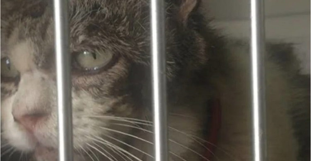 La triste mirada de una gatita abandonada fue suficiente para que alguien cambiara su destino La triste mirada de una gatita abandonada fue suficiente para que alguien cambiara su destino