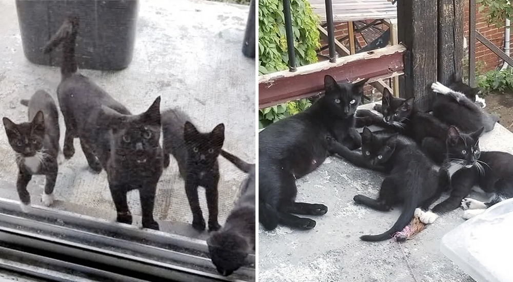 Gatita recibe ayuda en un hogar y decide regresar para confiarles lo que más amaba en el mundo Gatita recibe ayuda en un hogar y decide regresar para confiarles lo que más amaba en el mundo