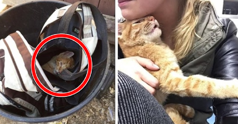 Arrojan a un gato moribundo en un basurero, se aseguraron que no escapara Arrojan a un gato moribundo en un basurero, se aseguraron que no escapara