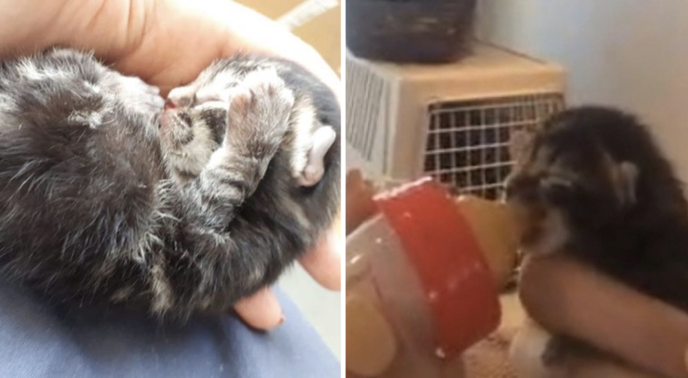 Gatito que cae literalmente del cielo aterriza con suerte en las manos indicadas Gatito que cae literalmente del cielo aterriza con suerte en las manos indicadas