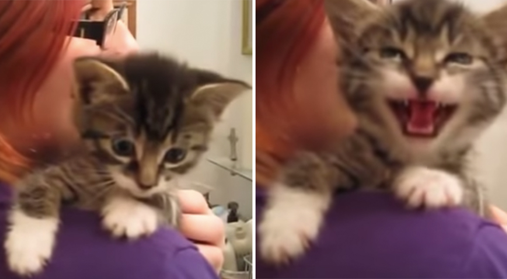 Parecía una gatita muy seria hasta que encontró la forma más adorable para comunicarse Parecía una gatita muy seria hasta que encontró la forma más adorable para comunicarse