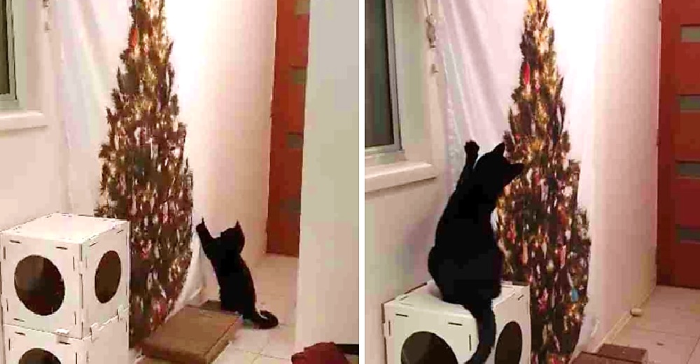 Gatita no entiende por qué no puede derribar el árbol de Navidad más raro que no ha visto jamás