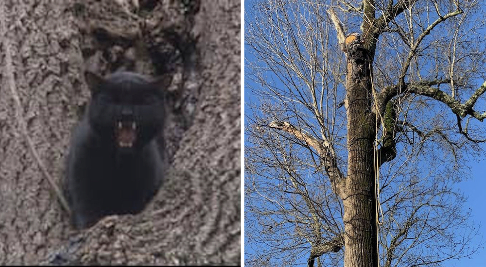 Gato negro permanece en lo alto de un árbol durante una semana suplicando que alguien lo viera Gato negro permanece en lo alto de un árbol durante una semana suplicando que alguien lo viera