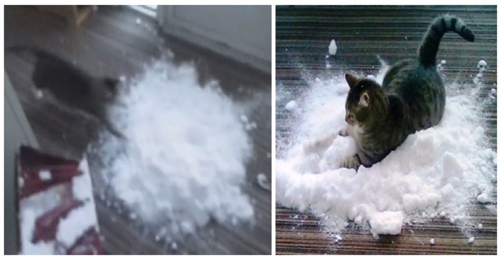 Improvisan una «nevada» dentro de la casa para que su gato cumpla su sueño Improvisan una «nevada» dentro de la casa para que su gato cumpla su sueño