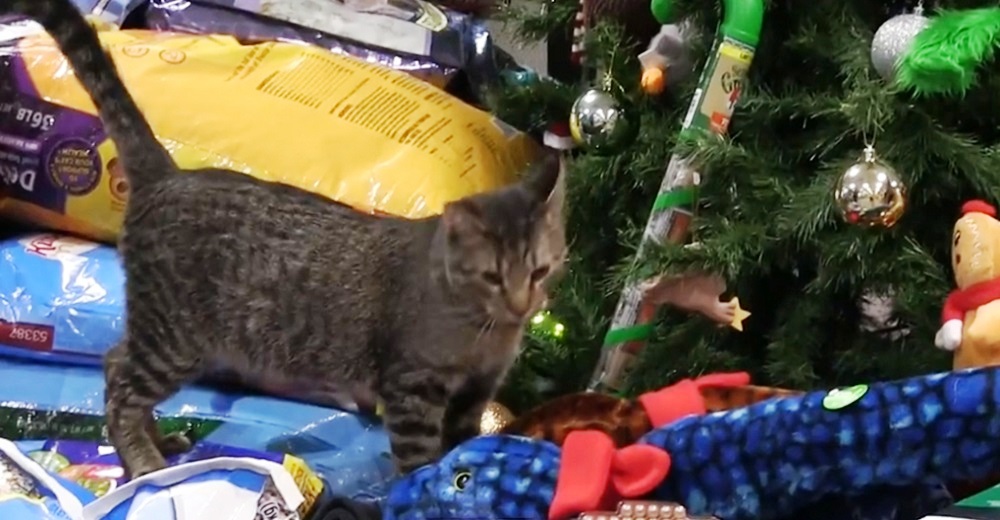 Sale a la luz el sufrimiento de los animales de un refugio con los regalos navideños que reciben