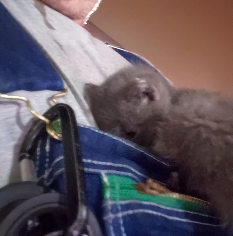 Como Se Despide Un Gato Antes De Morir