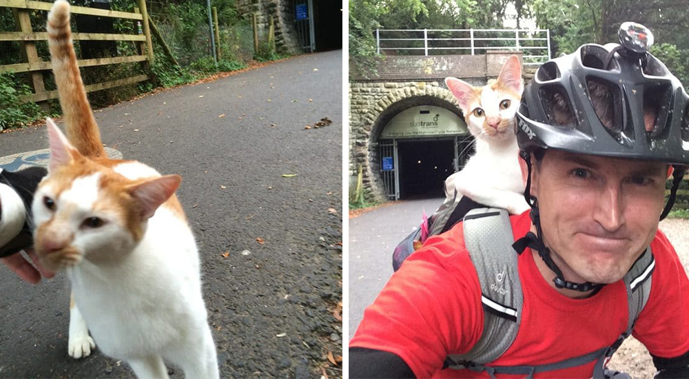Un gatito amoroso sale al encuentro de un ciclista y decide convertirse en su amigo inseparable Un gatito amoroso sale al encuentro de un ciclista y decide convertirse en su amigo inseparable