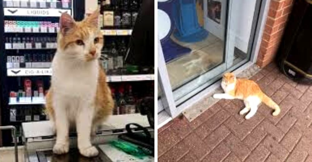 Gente enfurecida boicotea una tienda después que expulsaran al cliente más fiel: un gatito Gente enfurecida boicotea una tienda después que expulsaran al cliente más fiel: un gatito