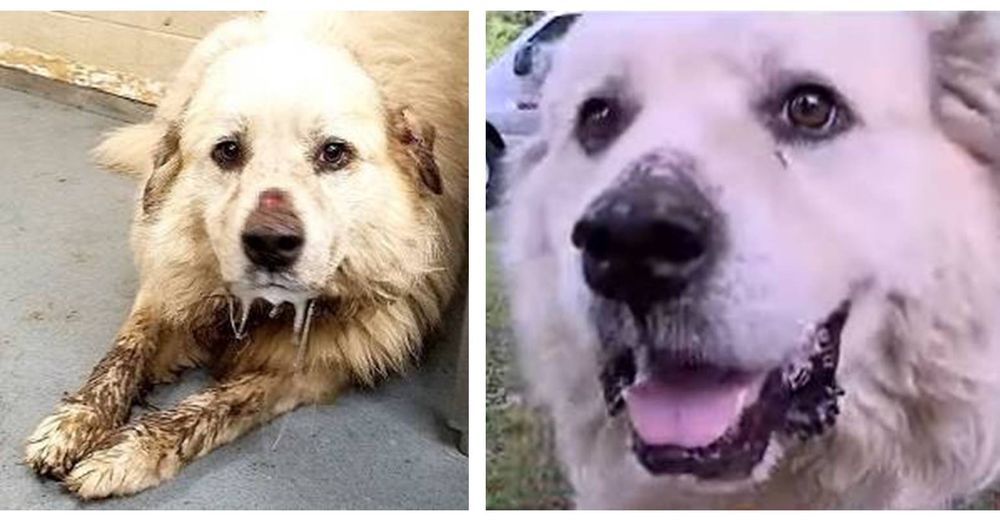 Salvan al perro que vivió encadenado durante años y terminó en un refugio para ser sacrificado Salvan al perro que vivió encadenado durante años y terminó en un refugio para ser sacrificado