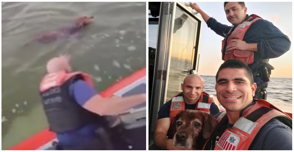 Eres la mejor «persona» que he rescatado–Guardacostas salvan una perrita que agonizaba en el mar