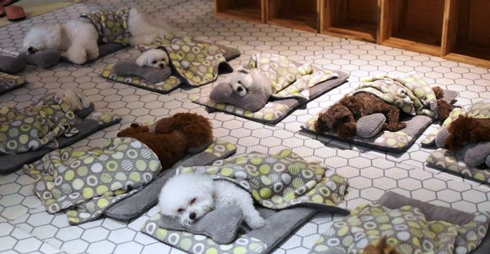 Las fotos de estos cachorros haciendo su siesta en una guardería canina revolucionan las redes