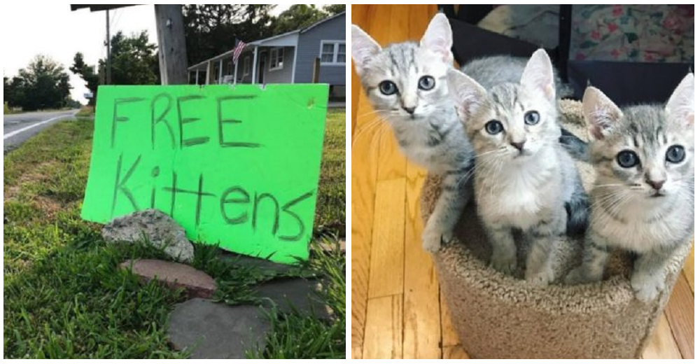 Gatitos gratis: usa un letrero en la vía pública para deshacerse de una camada de gatos