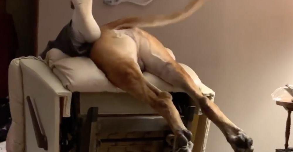 Adorable cachorro salta sobre el sillón reclinable con papá, pero algo no sale muy bien Adorable cachorro salta sobre el sillón reclinable con papá, pero algo no sale muy bien