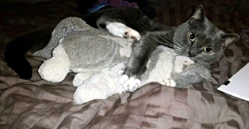 Devastado gatito tras la muerte de su dueño halla consuelo aferrándose a su peluche favorito Devastado gatito tras la muerte de su dueño halla consuelo aferrándose a su peluche favorito