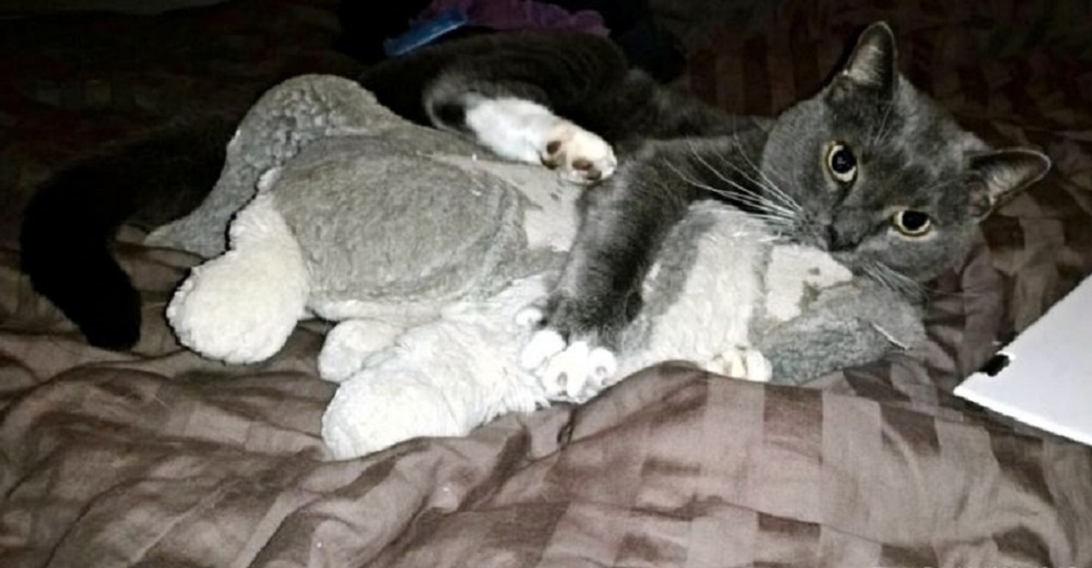 Devastado gatito tras la muerte de su dueño halla consuelo aferrándose a su peluche favorito