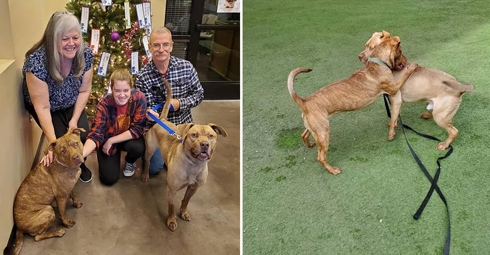 Perrito abandonado que nadie quería logra su sueño imposible y recibe doble regalo de Navidad Perrito abandonado que nadie quería logra su sueño imposible y recibe doble regalo de Navidad