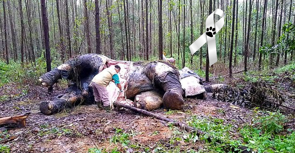 Hallan el cuerpo sin vida de una elefanta de 25 años tras el peor acto de crueldad Hallan el cuerpo sin vida de una elefanta de 25 años tras el peor acto de crueldad