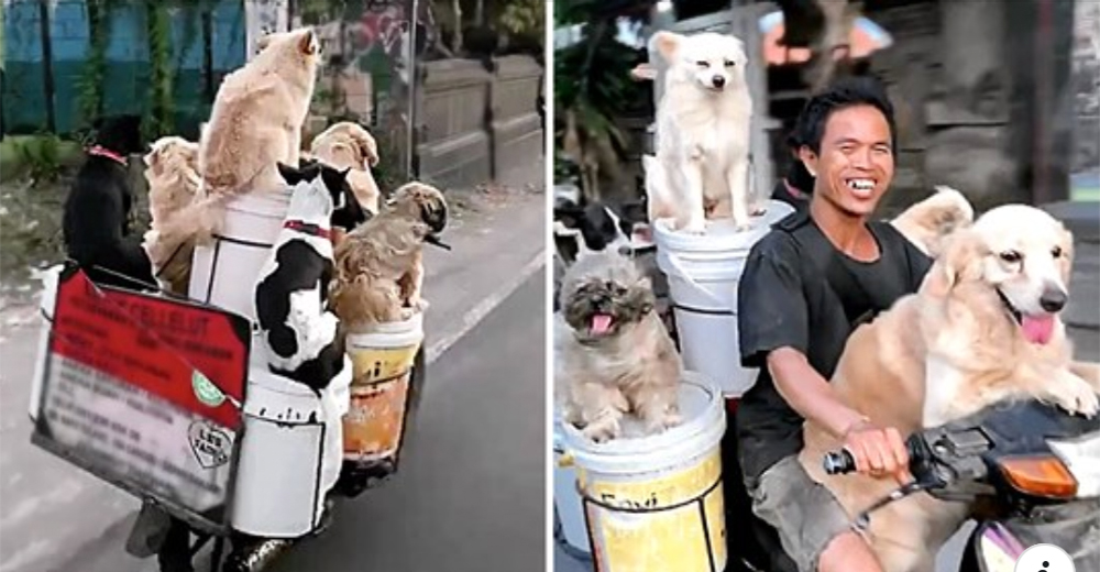 Viaja en motocicleta feliz junto a sus 6 sonrientes y fieles perros ante el asombro de todos