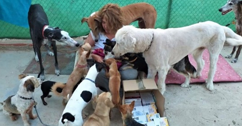 Necesita ayuda tras dejarlo todo para atender a 32 perros abandonados y enfermos