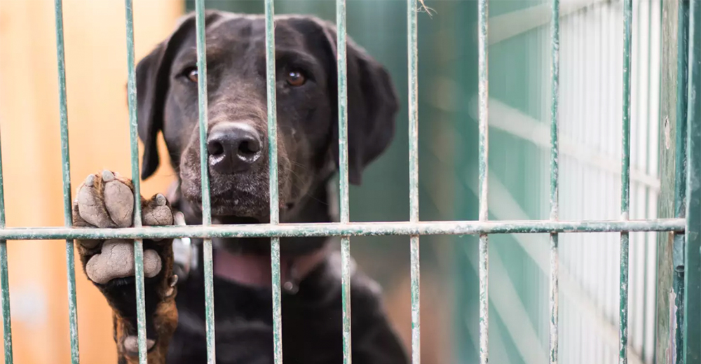 Refugio alerta de la petición de muchos dueños tras abandonar sus mascotas cerca de Navidad Refugio alerta de la petición de muchos dueños tras abandonar sus mascotas cerca de Navidad