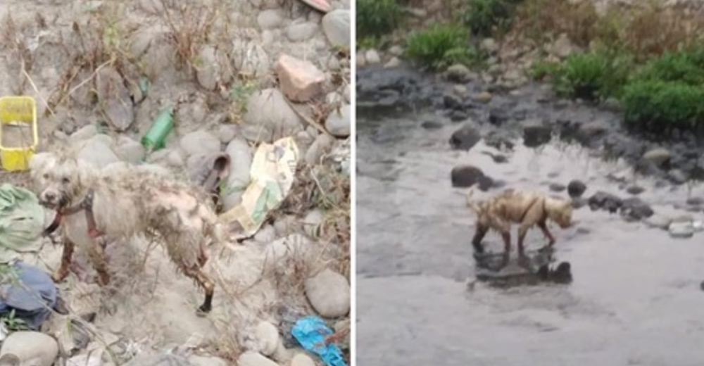 Un perrito luchando por su vida fue encontrado amarrado a un costal bajo un puente Un perrito luchando por su vida fue encontrado amarrado a un costal bajo un puente