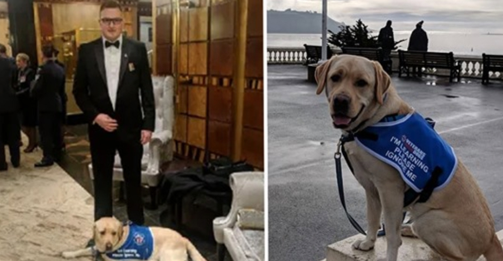 Hombre con serios traumas emocionales es rechazado junto a su perro de apoyo en un restaurante Hombre con serios traumas emocionales es rechazado junto a su perro de apoyo en un restaurante