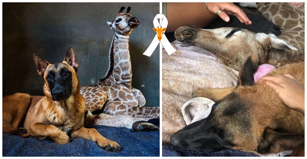 Perrito deja de comer por cuidar a una jirafa bebé y se queda a su lado hasta su último suspiro
