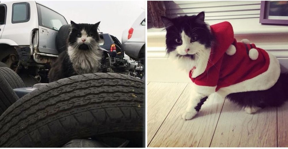 Gatito perdido que permaneció durante dos años en un basurero logra volver a casa