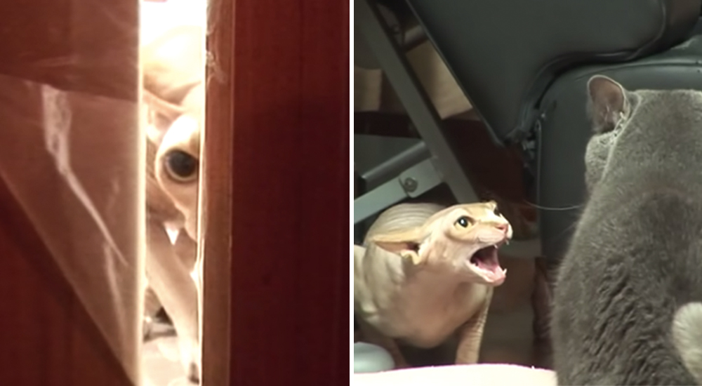 El drama de la gatita esfinge que se volvió peligrosa para sus dueños por una justa razón El drama de la gatita esfinge que se volvió peligrosa para sus dueños por una justa razón